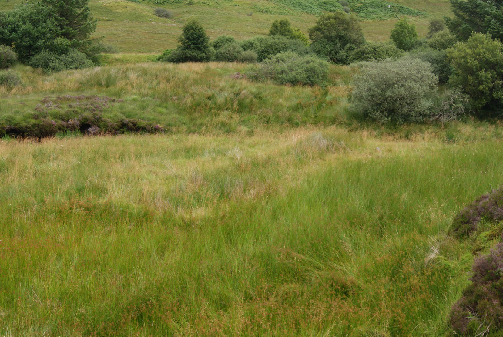 Overview of Tigh Caol from west; note the darker vegetation